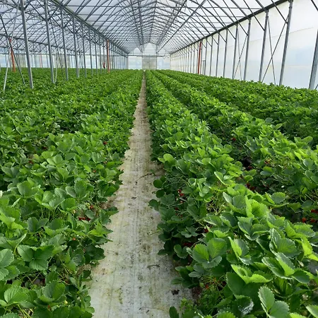 Urlaub Zwischen Nord- Und Ostsee Apartman Leck